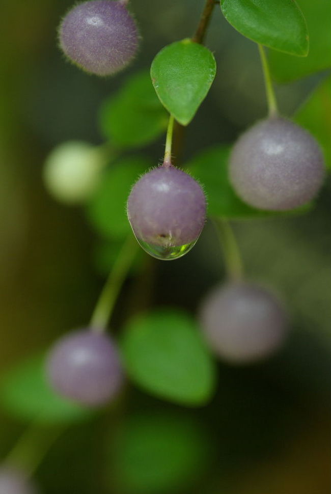 バオバブの花が咲きました 植物園へgo 今出川 北大路 北野 京都 の旅行記 ブログ By Jyugonさん フォートラベル