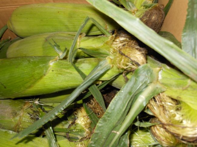 友達の御両親(定年退職してから農家さんをやっています)朝捥ぎたてを届けてくれました〜<br /><br /><br />朝もぎたてのとうもろこし　　甘い!!!