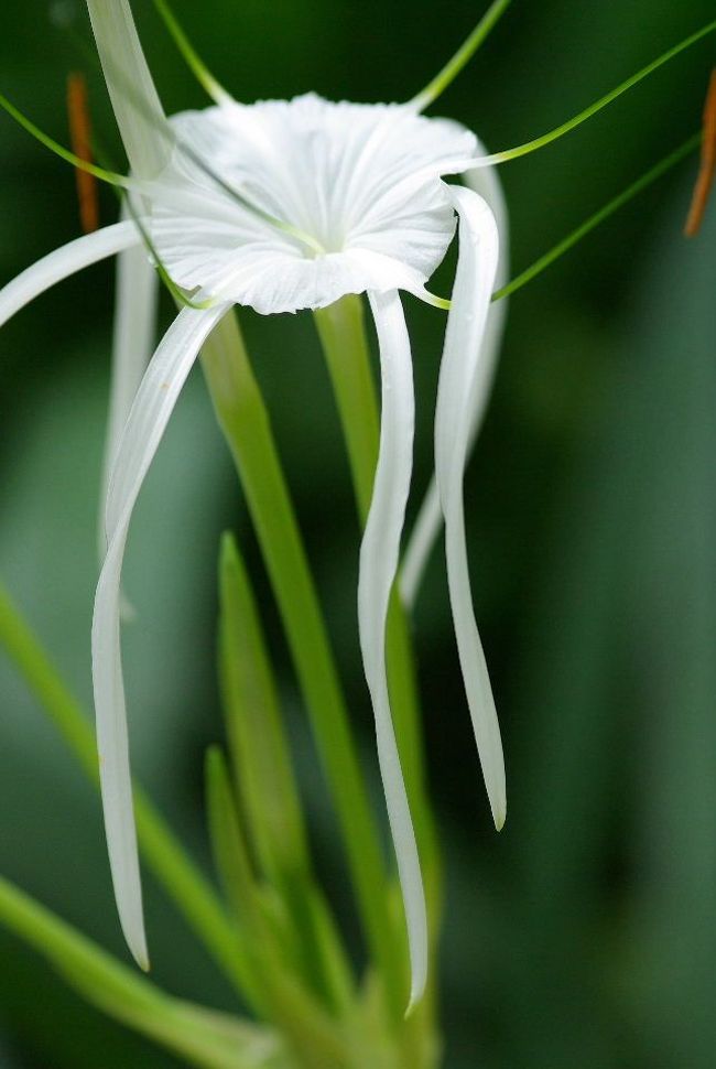 バオバブの花が咲きました 植物園へgo 今出川 北大路 北野 京都 の旅行記 ブログ By Jyugonさん フォートラベル