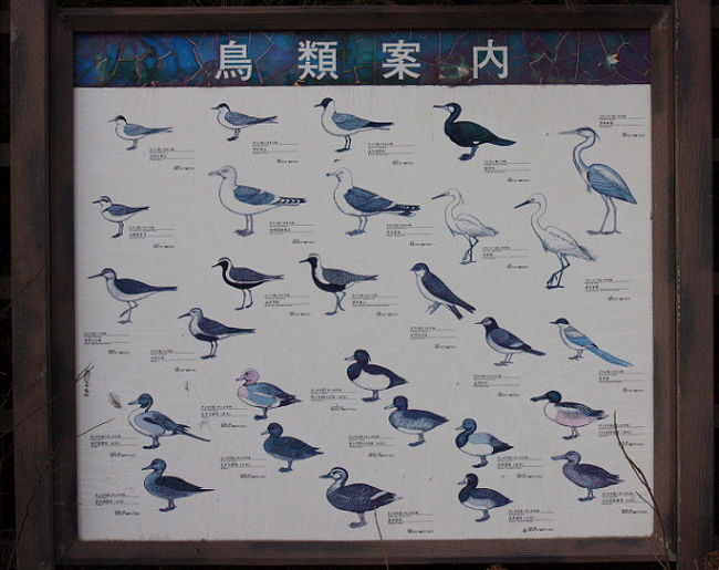 葛西臨海公園でバードウォッチング 11 2 葛西 東京 の旅行記 ブログ By 潮来メジロさん フォートラベル