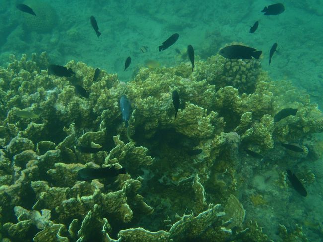 シュノーケリングでも結構お魚が見えました！