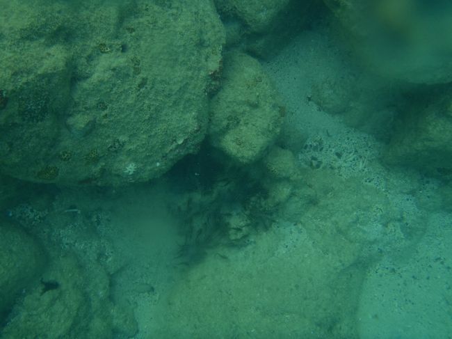 危険生物ゴンズイの群れがいました。<br />遠目に見るだけです。