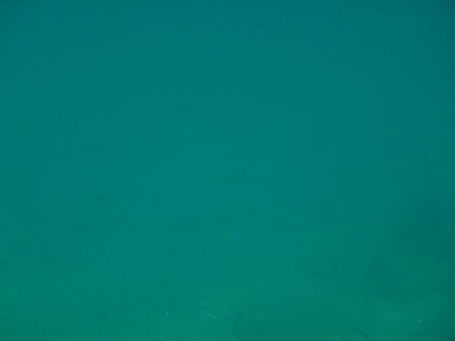 小魚がいっぱいいました！<br />見えますかね？