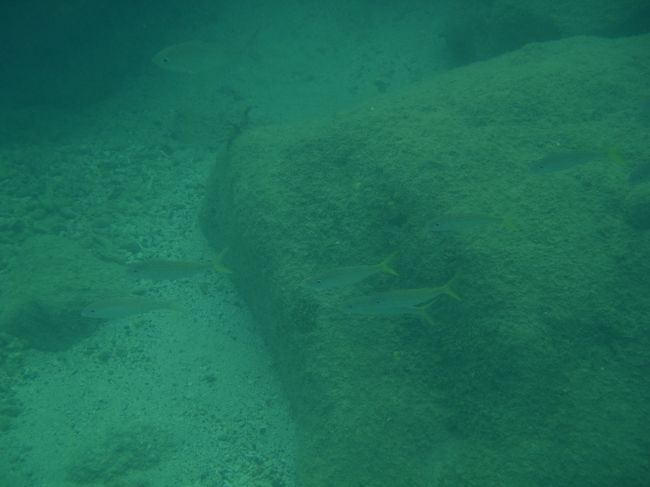 こちらにも魚がいました！