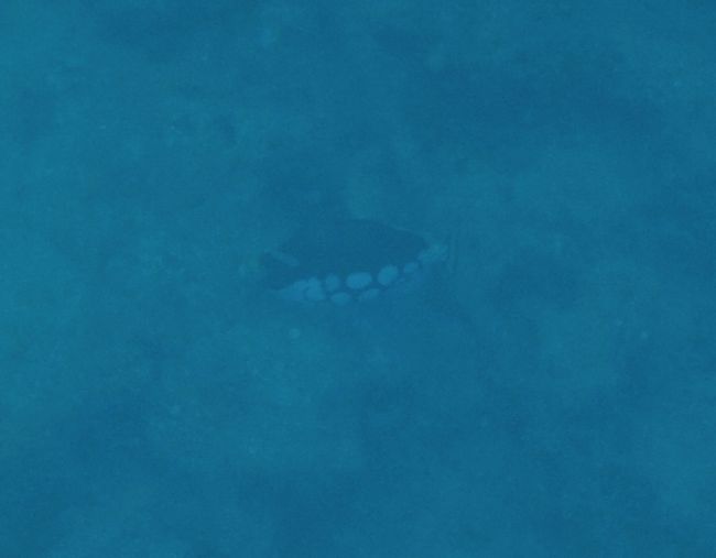 深場に変わった魚が居ました。<br />