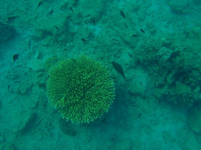 この珊瑚にも小魚が居ました！