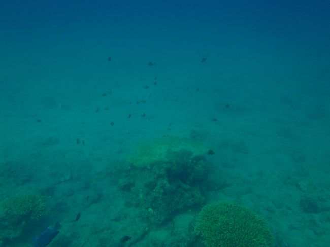 お魚うじゃうじゃです！