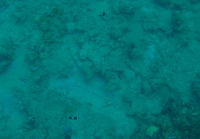 クマノミの親子も居ました！<br />調子に乗って素潜りで近寄りました。<br /><br />しかし・・このあと・・。