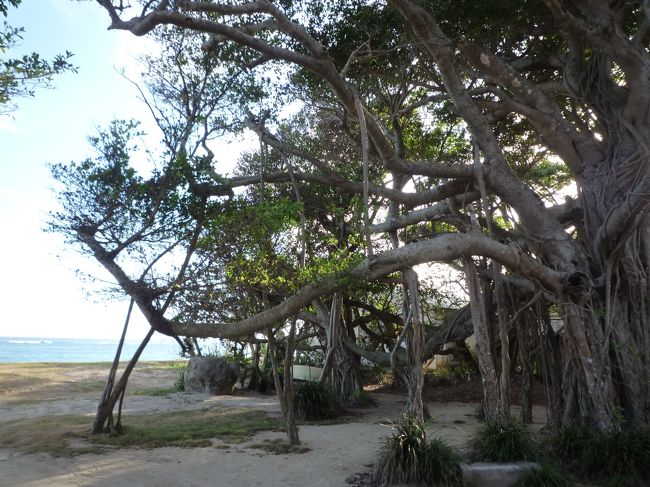 大木がすごいです！