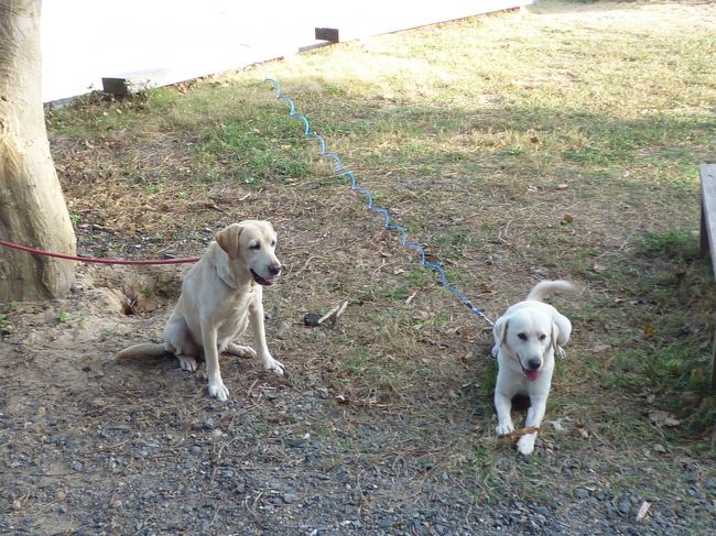 この喫茶店で飼われているワンちゃんがカワイイ！！<br />左の老犬がお母さん、右が息子です。