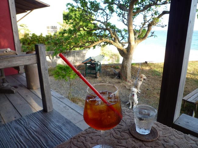 犬と遊んでいたら注文したアイスティーが出てきました！<br />冷たくて美味しい！！