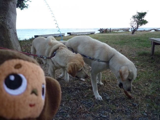 再び突撃です！！<br />木の棒に夢中で相手にしてくれませんでした・・。