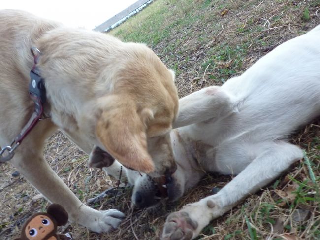 無茶苦茶、じゃれあっていました！<br />危なく踏み潰されそうになりました。