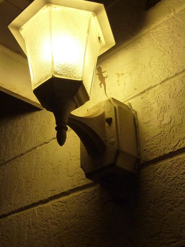 玄関にヤモリが居ました！