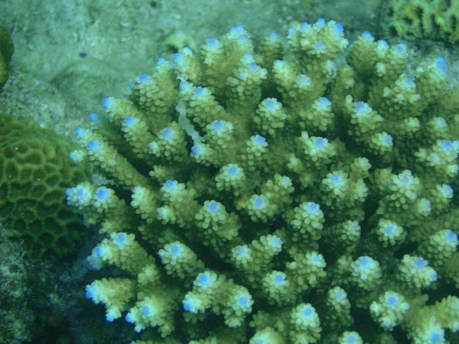 サンゴも元気