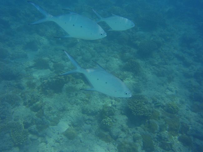 浅い所でも良く見られるコバンアジ