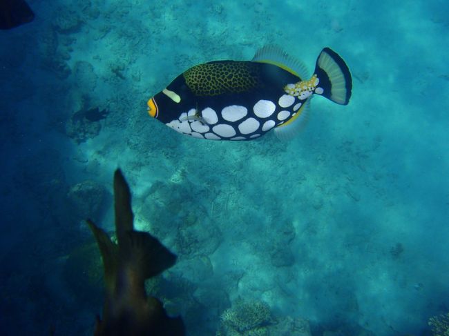 モンガラカワハギ