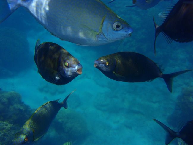 ここ、古座間味ビーチの魚たちは、獲付けされている状態<br /><br />ソーセージをくれるシュノーケラーが来るのでしょう。<br /><br />トゲチョウチョウウオが何も持ってない私に近付いてきたのにはびっくり！