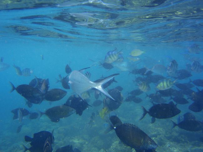 波打ち際から、入って、すぐ深くなりますが、お魚ごっちゃりのところまですぐですよ。<br /><br />ぜんぜんつかれない。<br /><br />私はダイバーですが、体力に自信がなく、ライフジャケット必要かなと思ったのですが、全然大丈夫でした。<br /><br />ライフジャケット着てたら、潜水できない、写真もうまく撮れませんよね。<br />シュノーケルの写真初心者で失礼しました。