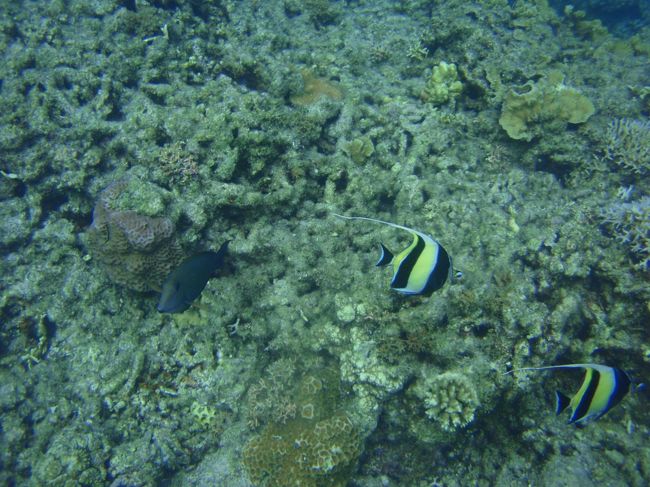 ツノダシ<br /><br />小さく写ってますね。<br /><br />シュノーケルでももっと上手に撮りたいです。<br /><br />でもシュノーケルでは、ほどんど初めての経験。<br />思ったよりましに撮れた写真もあったかな。