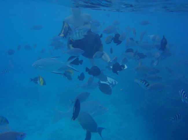 後ろにいるシュノーケラーが、ソーセージを網の袋に入れてました。