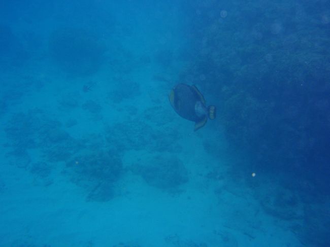 ゴマモンガラ<br /><br />ここで初めて出会ったときは、思わず「キャー」と逃げてしまった。<br /><br />あまり近づいてくるので、よーく観察できました。<br />アップで写真撮りたかったけど、目と目など合わせて、かみつかれたら、怖いと思いました。<br /><br />ゴマモンガラは、餌をもらいたくて来ているので、巣を守っているわけではないので、だいじょうぶかな〜<br /><br />でも猫でも、目と目を合わせると攻撃してくると聞くし・・・