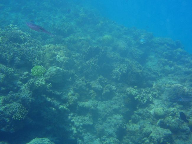 黒い目のある、黒ぽいイカ