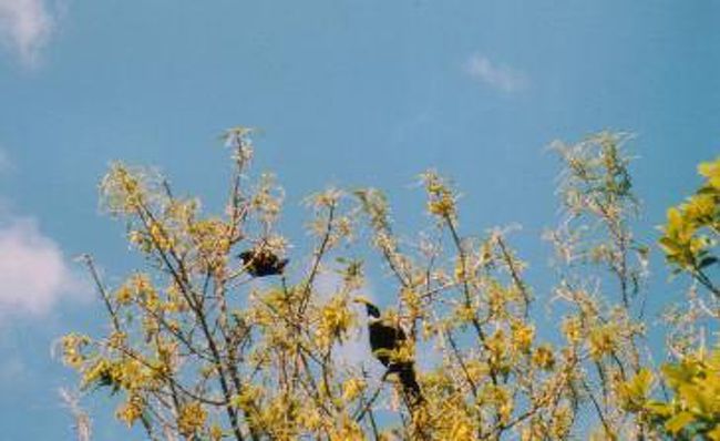 ゆっくり約５時間、サドルバックや小さくて丸いブッシュロビンなどをバードウォッチング＋ハイキング。<br /><br />島では道案内をしてくれるガイドさんがいます。<br />日本語は通じませんが、日本語の鳥の本が用意されていました。<br />　