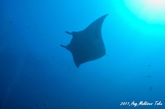 いきなり、１本目からマンタ！！ここは、北マーレ