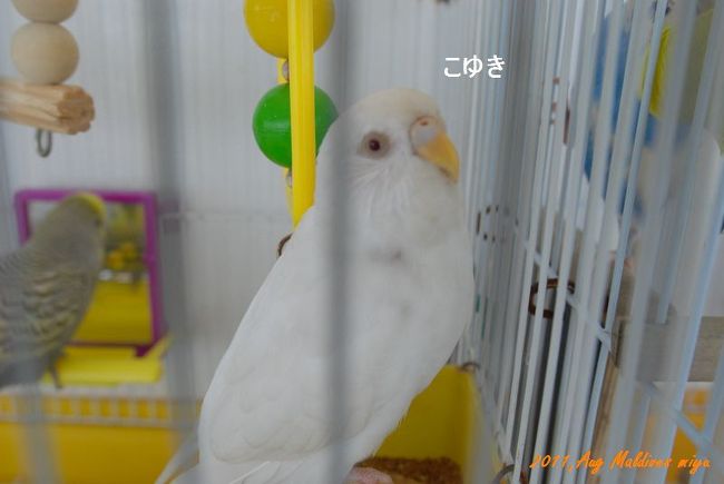 インコこゆきは、真っ白であまりなつかない鳥。