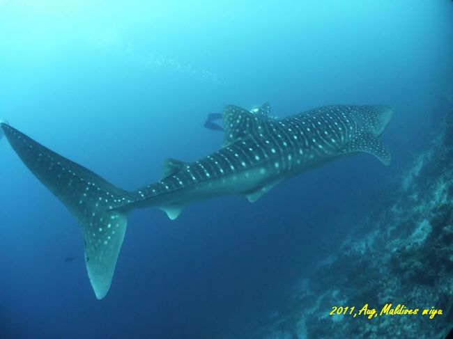 南マーレに到着。でるか、分らないけどチャレンジしてみようと<br />ダイビング。。。<br /><br />全然現れる気配がなく、少し濁っている穏やかな海にエントリーして<br /><br />20分後！けたたましくタンクをたたく音！！！まさか！！！<br />そのまさか。ジンベイが、海深くから姿を現す。そのスピードは<br />思ってた以上に早く、一瞬でジンベイが目の前から遠ざかる。<br /><br />必死で、シャッターを押し続けた。<br />夢のような、出会い。マスクをしてはいますが、涙が止まらない。<br />本当に、いるんだよね。推定８ｍのジンベイ。まじでかっちょい〜〜！<br /><br />また、その１５分後。２匹目のジンベイ！大きさはさっきのと<br />同じくらいで、悠々と泳いでいた。エアゼロになってもいい位<br />ダッシュで追いかけたが、所詮人間のフィンキックは及ばず<br />ちらりと、バカにしたような顔で過ぎ去っていくあの目。<br />たまらない！海は、魚たちのフィールド。お邪魔させてもらってる<br />人間を、彼らはどう思っているのだろう　笑<br />考えただけで、顔がにやけてくる私は本当にダイビングが好きなんだな。