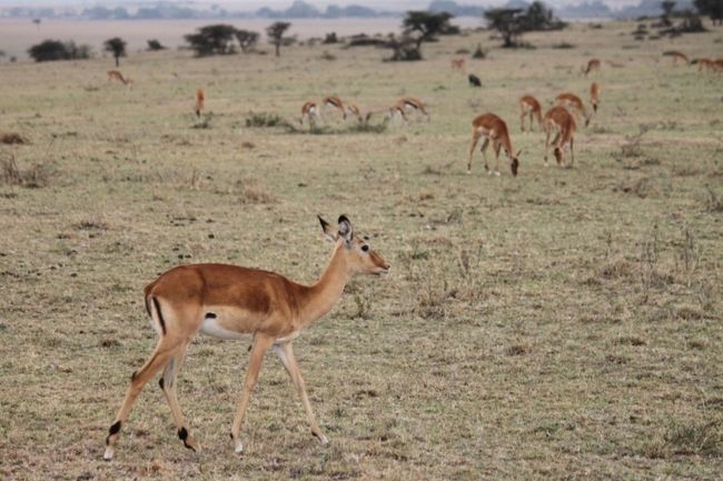 『トムソンガゼル』<br /><br />