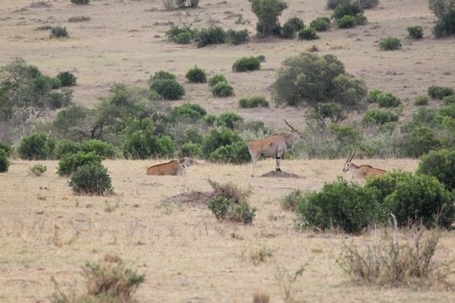 『トピ』でしょうか<br />あの、かっこ<br /><br />蟻塚に乗って護兵しているそう