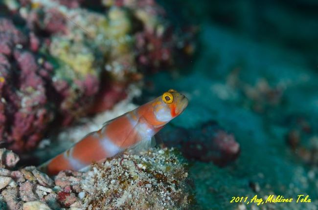 カメラ大好きなＴちゃんの、撮影した写真。本当に<br />リアルで見入ってしまう