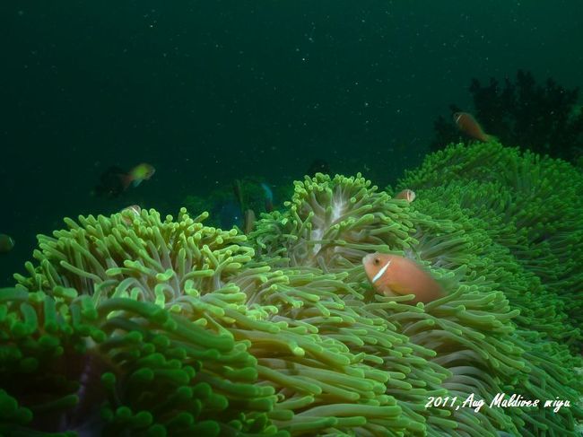 ニモの集落があった。カメラを向けると<br />嫌がり逃げる。なかなかベストショットが取れず<br />サージもあり、苦戦