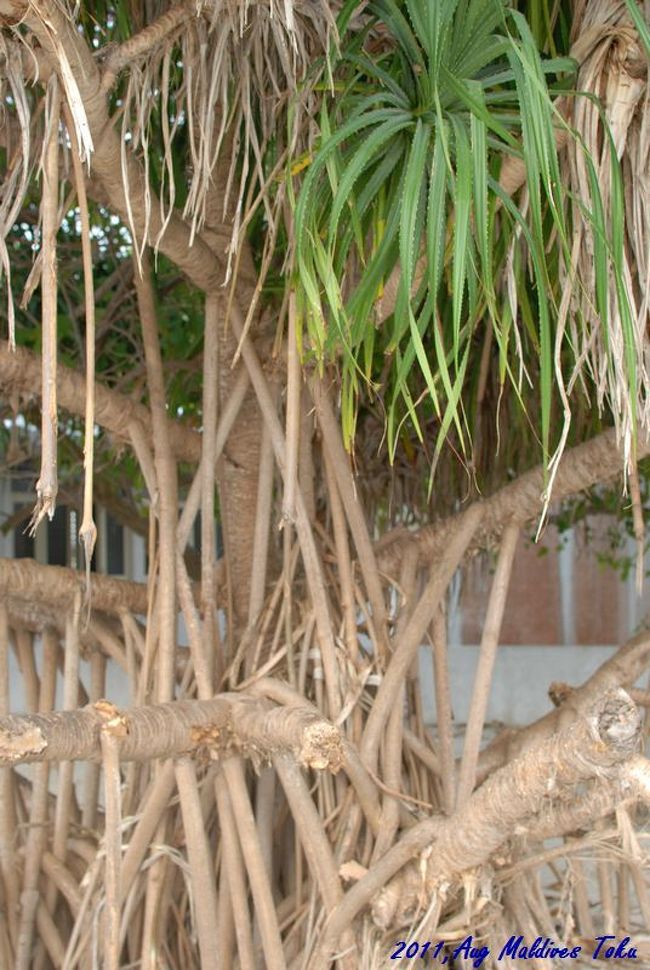 木の、周りに足のように生える木。全部つながっていて<br />よりたくさんの水分を土から得ようとしているのか？<br /><br />奇妙な植物