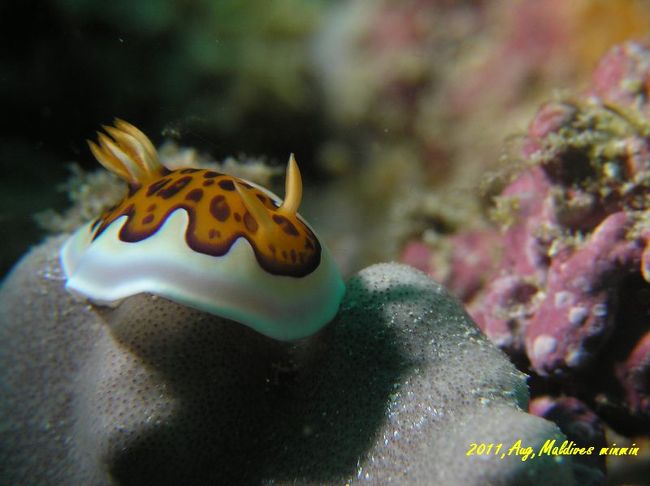 みんみんが撮影したウミウシ！<br /><br />かなりキレイ！！