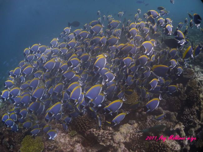 モルディブにきたらやっぱりこの群れを見ないとね！