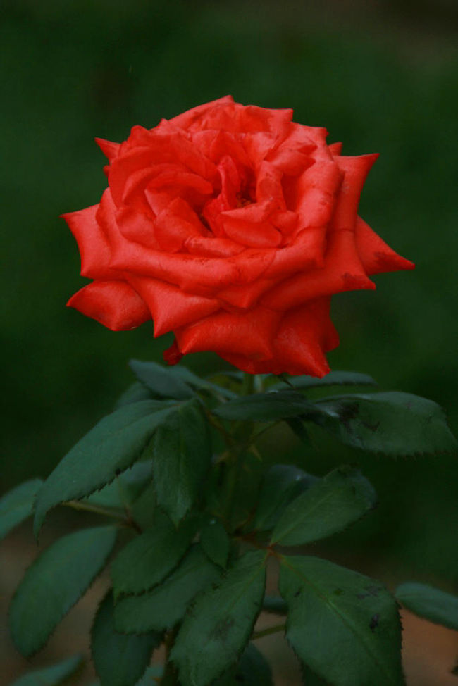 ▼呉ポートピアパーク