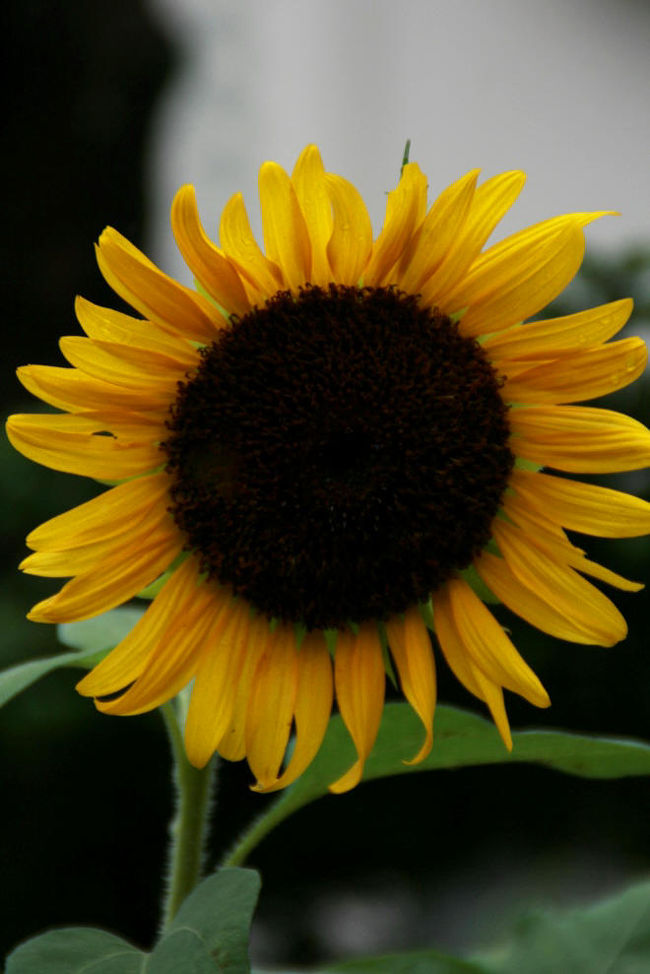 ▼呉ポートピアパーク