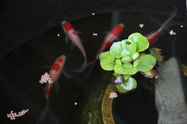 ▼自宅<br /><br />　長距離遠征（信州旅行）から帰ったその日から服を着るのにも難儀するくらい両肩＆右足の神経痛がひどくなり、しばらくの間キンギョちゃん＆メダカちゃんたちと遊びながらおとなしく自宅療養していました。