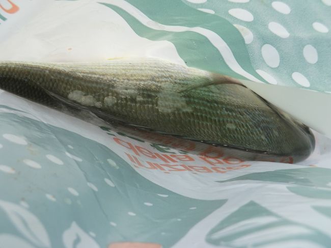 海釣りをしています・・・