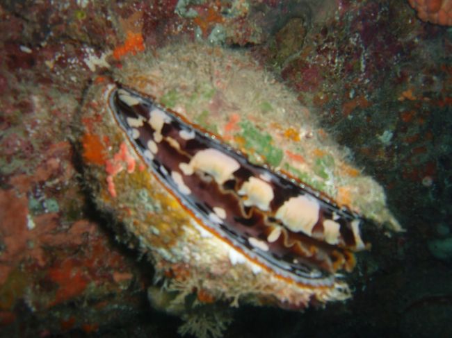 ウコンハネガイ