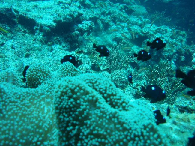 ミツボシクロスズメダイ