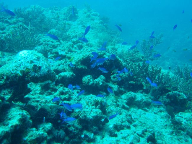 ソラスズメダイ