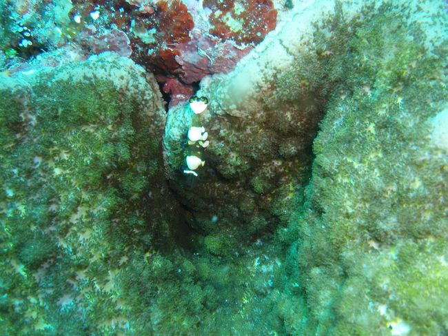 イソギンチャクエビ