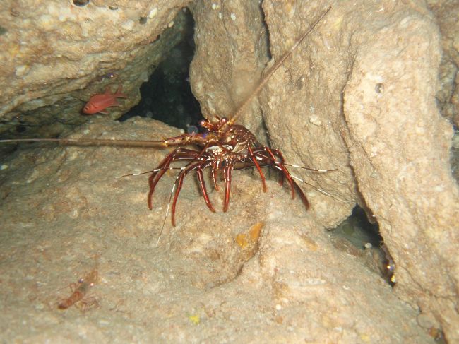 伊勢海老<br /><br />くいてえ〜〜〜