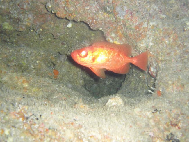 ホウセキキントキ<br /><br />煮つけにしたらおいしそう