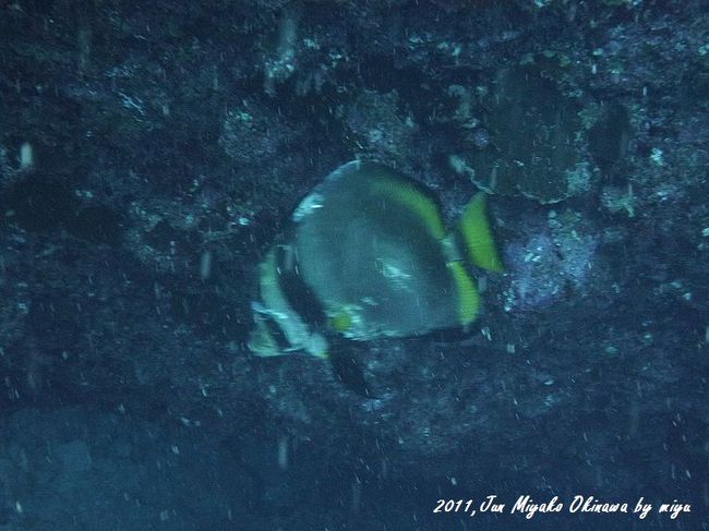 台風の威力でぼろぼろ。大丈夫か！