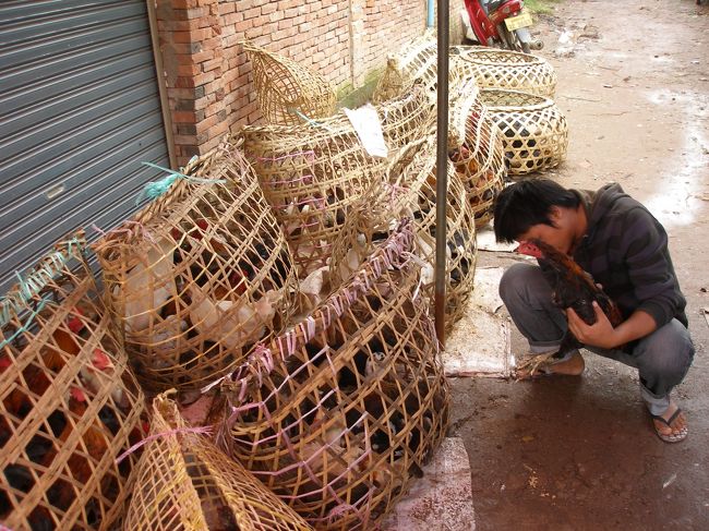 明日の朝、鳥汁を作るので生きた鶏を買うと。